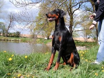 Dobermann - Welpen mit FCI Papiere