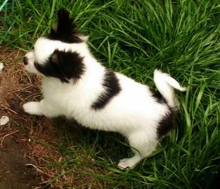 Chihuahua Welpe R�de VDH/ FCI