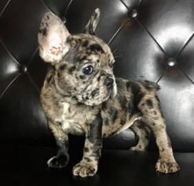 Sch?ne franz?sische Bulldogge ((Kiste,