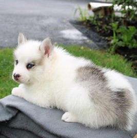 Diese s��en Pomsky-Welpen