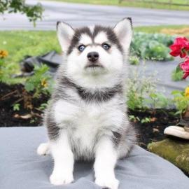 Diese s��en Pomsky-Welpen