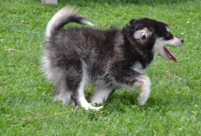 Diese s��en Pomsky-Welpen
