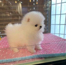 Freie PommeranianWelpen