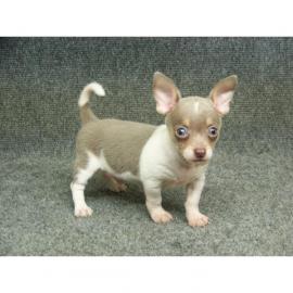 Chihuahua Welpen LH ,KH mit Papiere Chip