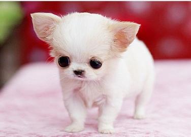 Mini Pomeranian Zwergspitz Boo Welpen wh