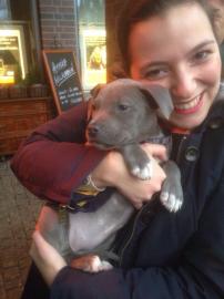 TOP Pitbull Welpen - R�de, Altenburg