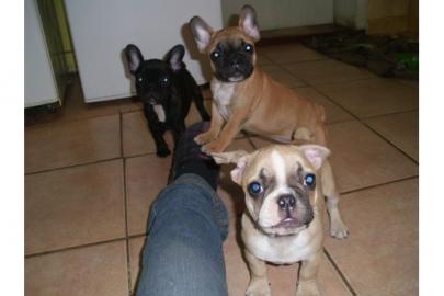 Franz�sische Bulldoggenwelpen mit Ahnent