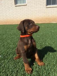 Dobermann Welpen aus Championverpaarung