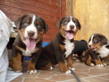 Appenzeller Sennenhund Welpen
