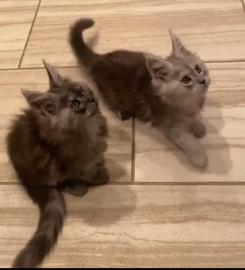 Liebenswerte Maine Coon K�tzchen