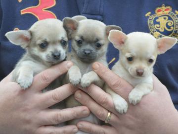 Chihuahua Welpen