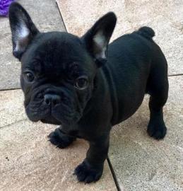 Franz?sische Bulldoggen Welpen