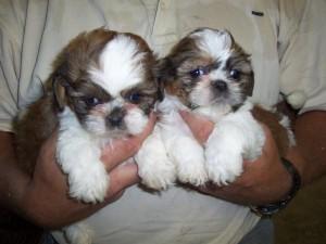 Shih Tzu Welpen suchen bald ein neues Zu