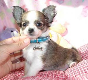 Wundersch�ne Mini Chihuahua Welpen und e