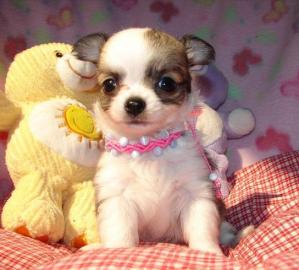 Wundersch�ne Mini Chihuahua Welpen und e