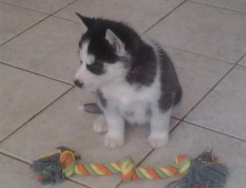 Siberian Husky Welpen f�r Sie