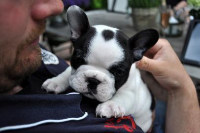 Baby`s Wundersch�ne Franz.  Bulldogge!!
