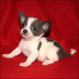 Hinreissend sch�ne Chihuahua Welpen