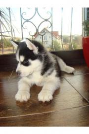 Wundersch�ne siberian Husky Welpen