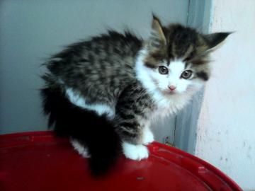 sehr sch�ne   maine coon!