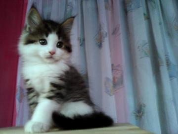 sehr sch�ne   maine coon!