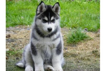 Reinrassige Siberian Husky Welpen