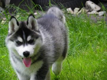 Reinrassige Siberian Husky Welpen