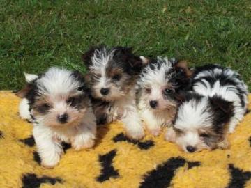 reinrassige Biewer Yorkshire Terrier a l