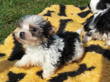 reinrassige Biewer Yorkshire Terrier a l