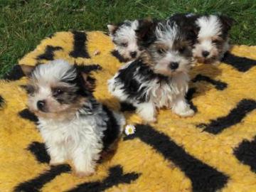 reinrassige Biewer Yorkshire Terrier a l