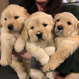 Atemberaubende Golden Retriever Welpen f