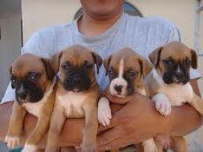 Wundersch?ne Boxer Welpen mit  Papieren