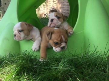 Super s��e Englische Bulldogge Welpen. 