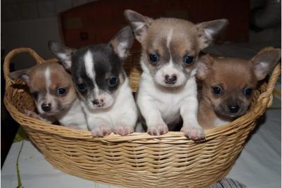 Chihuahua, Welpe