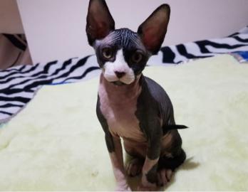 Kanadische Sphynx-K�tzchen zur Adoption