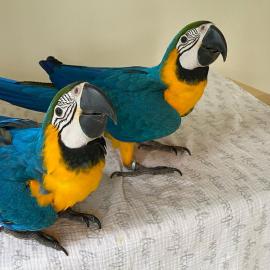 Gelbbrustaras-Papageienpaare