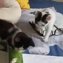 Babykatze sucht ein Zuhause