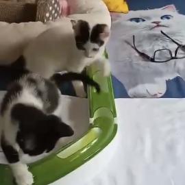 Babykatze sucht ein Zuhause