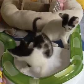 Babykatze sucht ein Zuhause