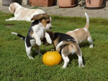 Erh?ltlich Beagle Welpen mit Papiere suc