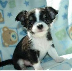 Wunderschone Mini Chihuahua Welpen