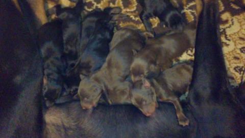 Dobermann welpen