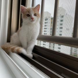 Baby kitten mit papieren