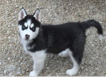 Siberian Husky Welpen