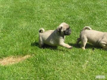 Mops Welpen zu verkaufen