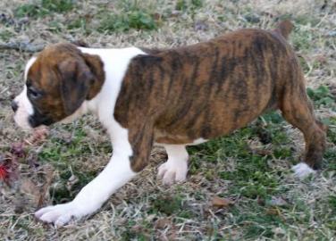 Boxerwelpen mit Papiere