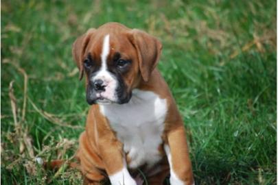 Boxerwelpen mit Papiere
