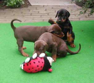 Sch�ne  Dobermann Welpen