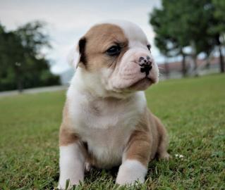 english bulldog puppy