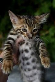 Erstaunlicher Toyger-Mann